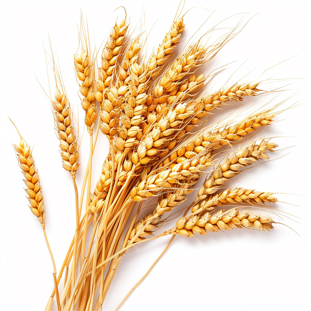 Wheat